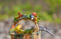 perruches-a74n_01062