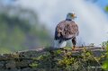 pygargue-a74n_00888