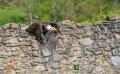 pygargue-a74n_00903