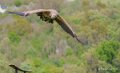 vautour-a74n_01050