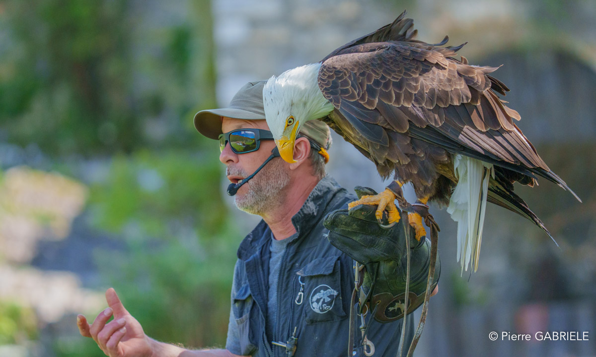 pygargue-francois-a74n_00901.jpg