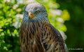 milan-royal-a74n_00857