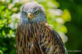 milan-royal-a74n_00858