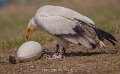 percnoptere-a74n_05511