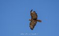 buse-a74n_05574