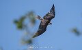 faucon-a74n_05523