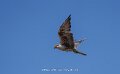faucon-a74n_05534