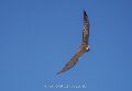 faucon-a74n_05536