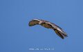 faucon-a74n_05538