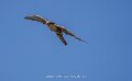 faucon-a74n_05540