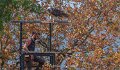 gypaete-a74n_05657