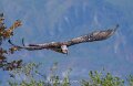 gypaete-a74n_05675