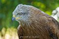 milan-royal-a74n_05439