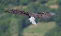 pygargue-a74n_05489