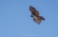 urubu-a74n_05633