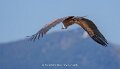 vautour-a74n_05690