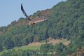 vautour-a74n_05708