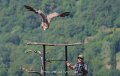 vautour-a74n_05716