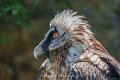 gypaete-a74n_05436