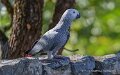 gris-du-gabon-a74n_06033
