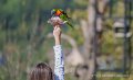 loriquet-a74n_06026
