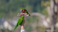 loriquet-a74n_06030