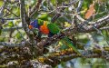loriquet-a74n_06031-Topaz