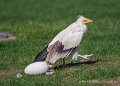 percnoptere-a74n_05829