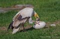 percnoptere-a74n_05832