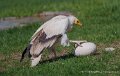 percnoptere-a74n_05833