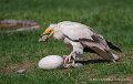 percnoptere-a74n_05836