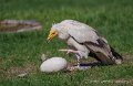 percnoptere-a74n_05837