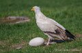 percnoptere-a74n_05838