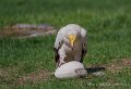 percnoptere-a74n_05839