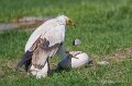 percnoptere-a74n_05840
