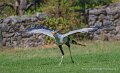 serpentaire-a74n_05854