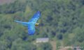ara-a74n_06025