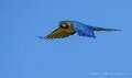 ara-a74n_06044-Topaz