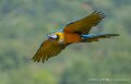 ara-a74n_06045-Topaz