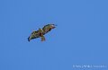 buse-variable-a74n_05933