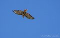 buse-variable-a74n_05934