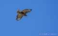 buse-variable-a74n_05935