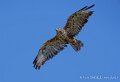 buse-variable-a74n_05937