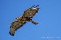 buse-variable-a74n_05938