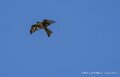 faucon-a74n_05843