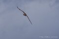faucon-a74n_05869