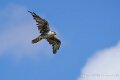 faucon-a74n_05870