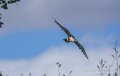 faucon-a74n_05875
