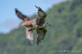 faucon-milan-a74n_05876-Topaz
