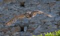 grand-duc-a74n_05956